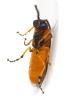 Arge ochropus
